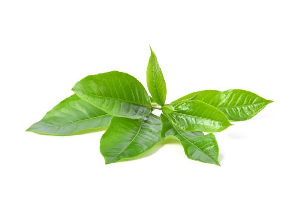 Elton Green Tea Image