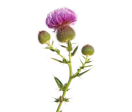 Elton Milk Thistle Image